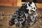 Orpington- Chocolate/Chocolate Mottled (hatch date 09/23/25)