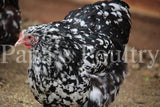 Orpington- Chocolate/Chocolate Mottled (hatch date 09/23/25)