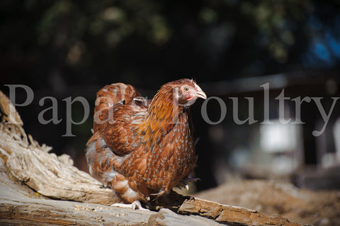Orpington- Blue, Black, Splash laced red (project) chick (hatch date 05/14/24)