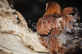 Orpington- blue, black, splash laced red chick (project)