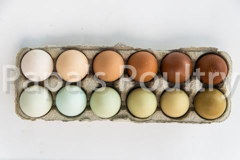 Variety Pack of females- 6+ "one-day old chicks" (hatch date 04/16/24)