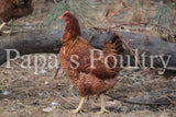 Auto-sexing- Rhodebar Based Olive/Green layer female/pullet chick (hatch date 06/07/22)