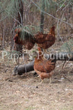 Auto-sexing- Rhodebar Based Olive/Green layer female/pullet chick (hatch date 10/28/25)