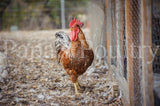 Auto-sexing- Rhodebar Based Olive/Green layer female/pullet chick (hatch date 09/30/25)