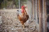 Auto-sexing- Rhodebar Based Olive/Green layer female/pullet chick (hatch date 10/28/25)