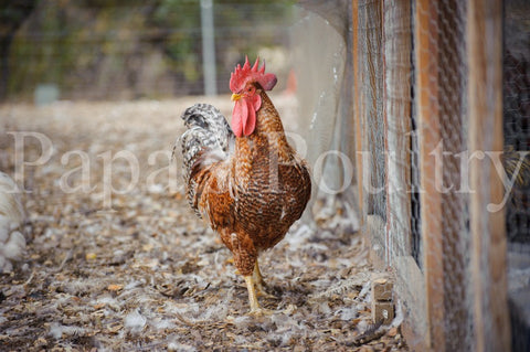 Auto-sexing- Rhodebar Chick Male