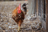 Auto-sexing- Rhodebar Based Olive/Green layer female/pullet chick (hatch date 10/28/25)