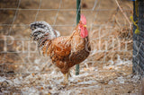 Auto-sexing- Rhodebar Based Olive/Green layer female/pullet chick (hatch date 10/28/25)