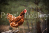 Auto-sexing- Rhodebar Based Olive/Green layer female/pullet chick (hatch date 10/28/25)