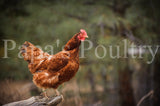 Auto-sexing- Rhodebar Based Olive/Green layer female/pullet chick (hatch date 09/30/25)
