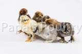 Bantam- Silkie/Sizzle/Frilkie/Cochin Chick (hatch date 09/16/25)