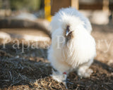 Bantam- Silkie/Sizzle/Frilkie Hatching Egg