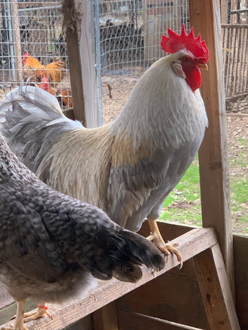 Auto-sexing- Opal (lavender) Legbar Cockerel