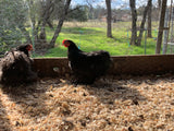 Bantam- Black/Mottled Cochin Chick (hatch date 04/26/22)