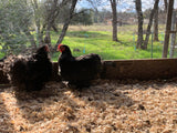 Bantam- Black/Mottled Cochin Chick (hatch date 04/26/22)