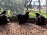 Bantam- Black/Mottled Cochin Chick (hatch date 04/26/22)