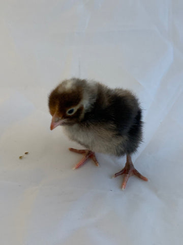 Sex Linked - Olive Egger Male Chick (Cockerel)