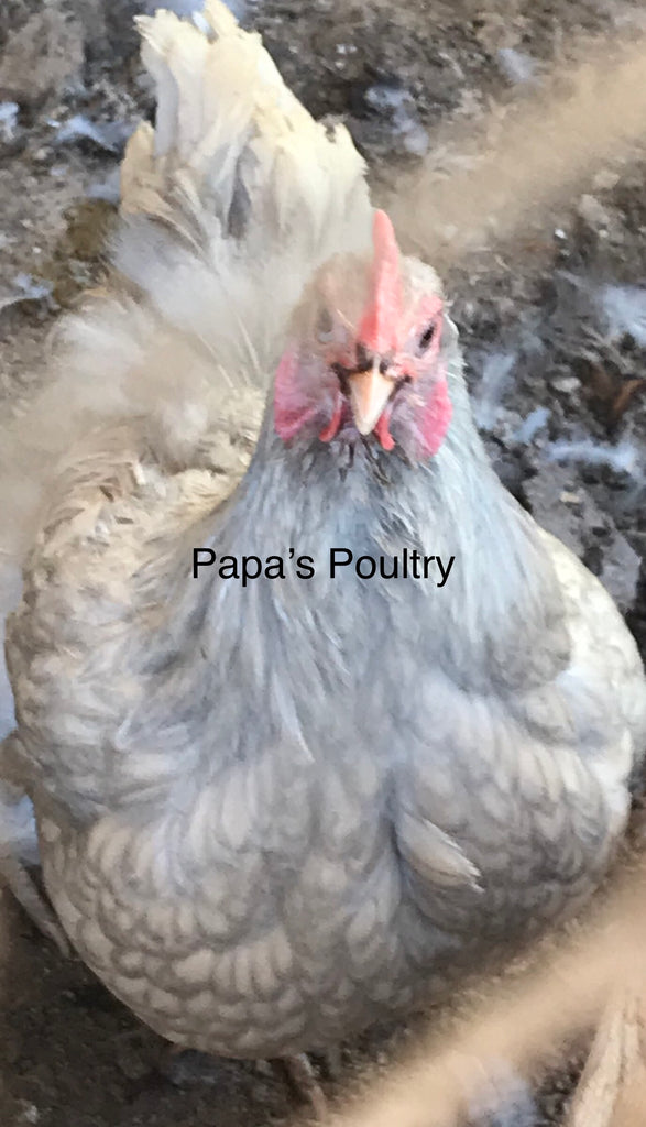 Orpington- Isabel Laced/Gold laced split to Isabel laced hatching eggs (available now)