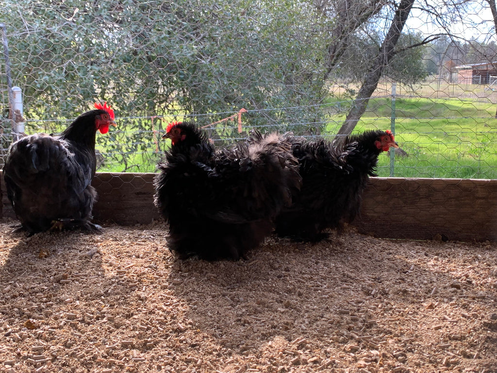 Bantam- Black/Mottled Cochin Chick (hatch date 04/26/22)