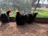 Bantam- Black/Mottled Cochin Chick (hatch date 04/26/22)