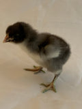 Sex linked- Olive Egger Hatching Egg (available now)