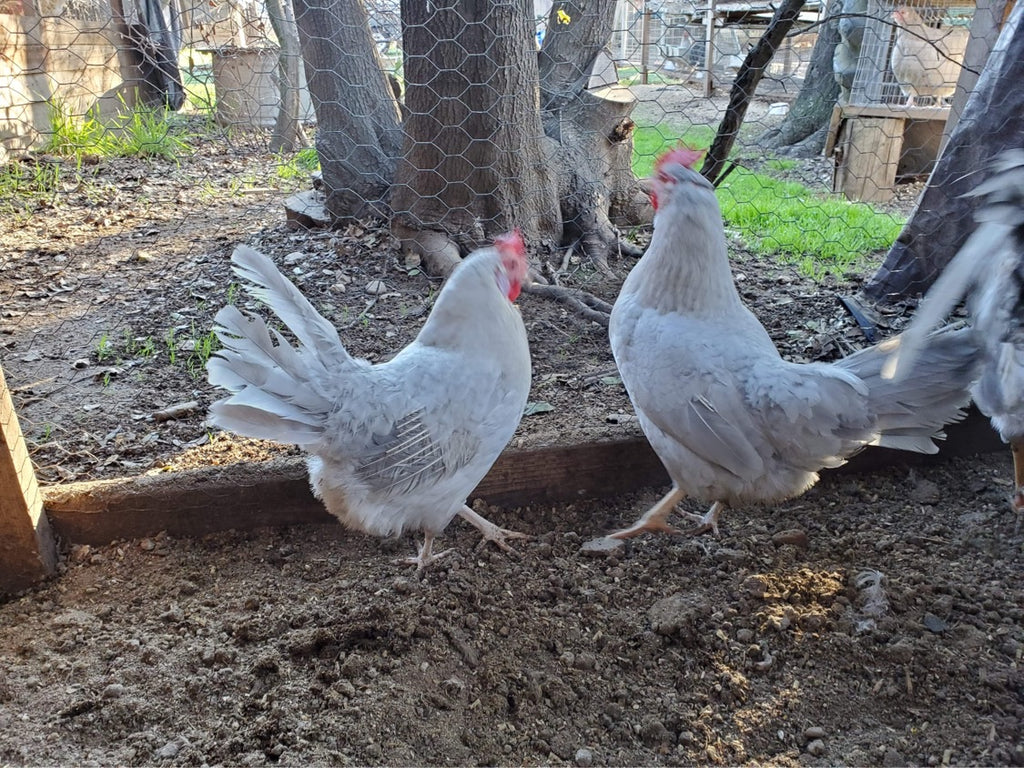 Auto-sexing- Opal (lavender) Legbar Female Chick (day old pullet) (hatch date 04/05/22)