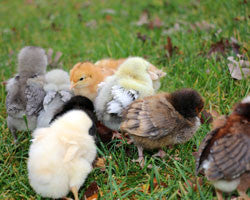 Orpington- 8-20 Chick English Variety Pack (hatch date 05/24/16)