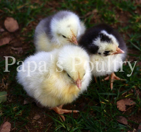 All Chicks Available NOW