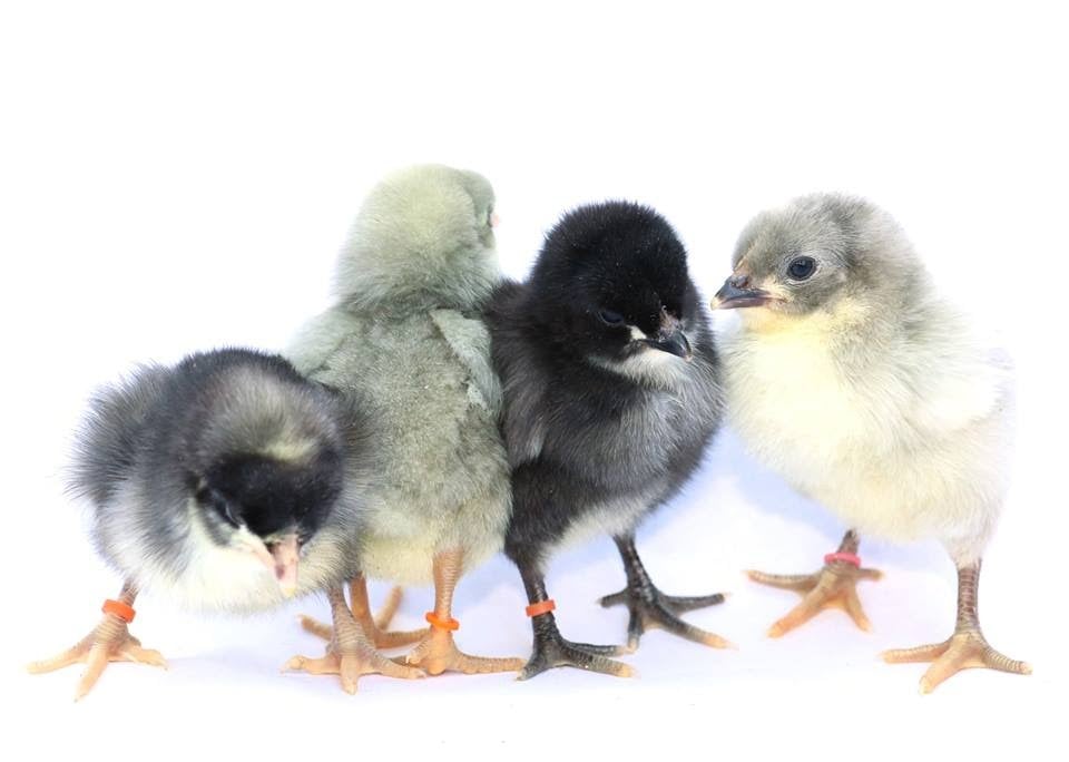 Sex Linked- Olive Egger Hatching Egg