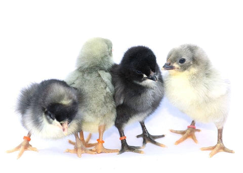 Sex Linked- Olive Egger Hatching Egg