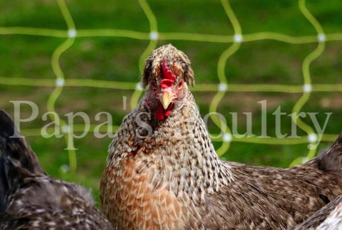 Auto-sexing- Cream Legbar Female Chick (split to lavender/opal) (pullet)- (hatch date 04/20/21)