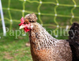 Auto-sexing- Cream Legbar Female Chick (pullet)- Hatch Date- 11/16/21