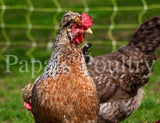 Auto-sexing- Cream Legbar Female Chick (pullet)- Hatch Date- 11/16/21