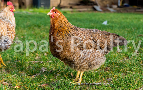 Auto-sexing- Female Chick (pullet) (hatch date 06/04/24)