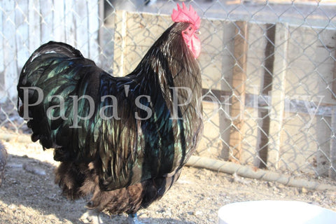 Orpington- Black split to lavender chick (hatch date 03/26/24)