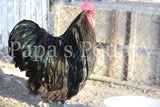 Orpington- Black split to lavender hatching eggs (available now)