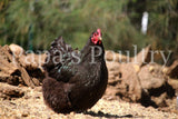 Orpington- Black split to lavender chick (hatch date 03/26/24)