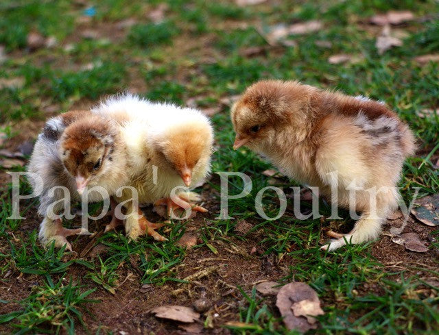 Brahma- Black/Blue/Splash Partridge Chick (hatch date 04/27/21) – Papa's  Poultry