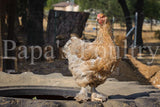 Brahmas- Blue, Black, Splash Partridge Chick (hatch date 05/20/25)
