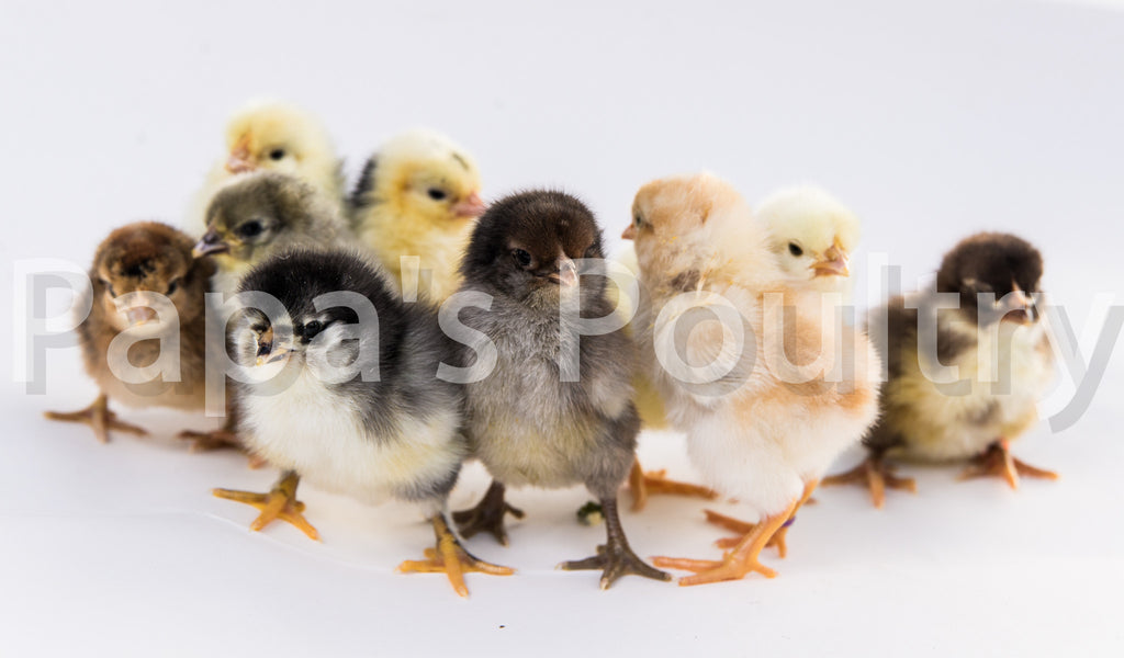 Variety Pack of Pullets- from 8 to 20 chicks