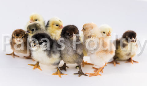 Variety pack of orpingtons (straight run)- 6 OR 10 chicks (select ship date)