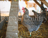 Auto-sexing- Cream Legbar Female Chick (split to lavender/opal) (pullet)- (hatch date 04/20/21)