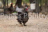 Bantam- Silkie/Sizzle/Frilkie Hatching Egg (available now)