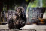 Bantam- Started frizzle chick (silkie) hatch date 12/20/16