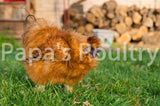 Bantam- Started frizzle chick (silkie) hatch date 12/20/16