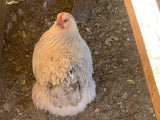 Orpington- Isabel Hatching Egg