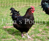 Marans- Black or Black Copper split to Lavender Chick
