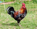 Marans- Blue/Black/Splash Copper Chick (hatch date 06/07/22)