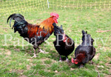 Marans- Black or Black Copper split to Lavender Chick Cross Chick (hatch date 03/02/21) LOCAL PICK UP ONLY