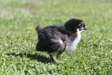 Marans- Blue/Black/Splash Copper Chick (hatch date 06/07/22)